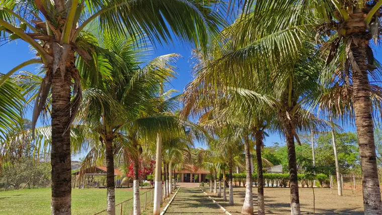 Alameda de coqueiros