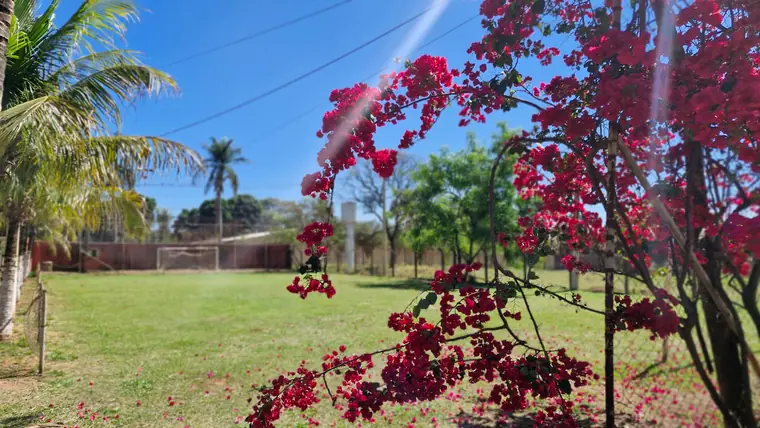 Jardim com bougainville